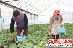 贵州省水城县蟠龙镇小草莓铺就致富路