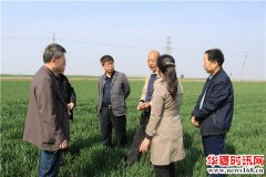 渭南市农业农村局来临渭区调查小麦春季旱情