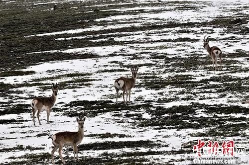资料图：9月4日下午，4只藏原羚在青海可可西里自然保护区的公路旁向路人张望。中新社记者 胡友军 摄