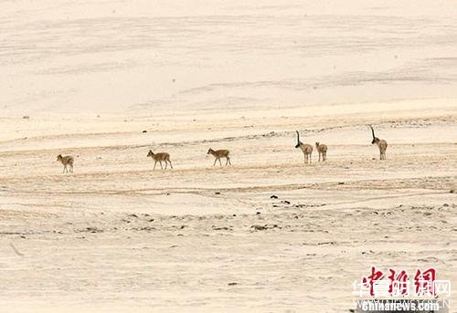 图为一批藏羚羊五月在可可西里无人区内觅食。 中新社记者 武仲林 摄